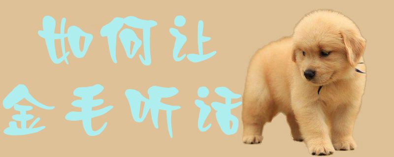 如何讓金毛聽(tīng)話1