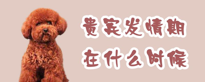 貴賓發情期在什么時候