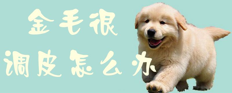 金毛很調皮怎么辦1