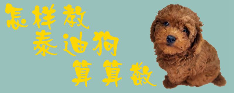 怎樣教泰迪狗算算數1