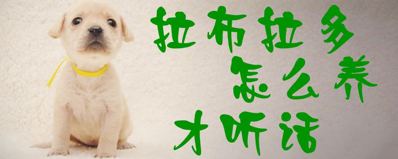 拉布拉多怎么養才聽話1