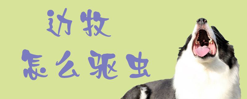 邊牧怎么驅(qū)蟲1