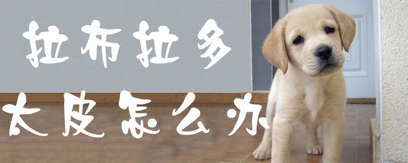 拉布拉多太皮怎么辦1