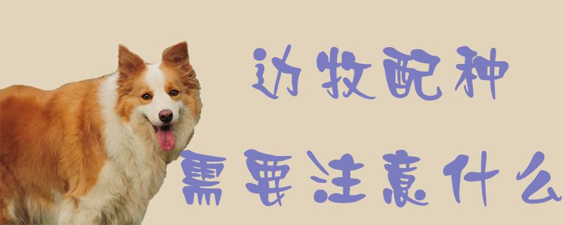 邊牧配種需要注意什么1