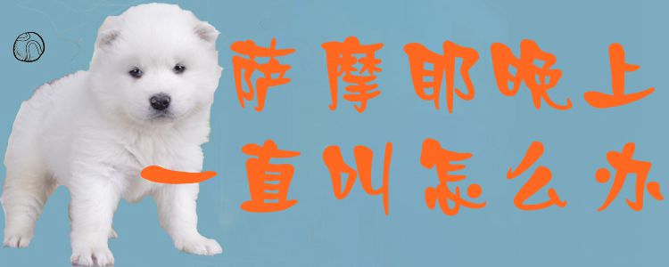 薩摩耶晚上一直叫怎么辦1