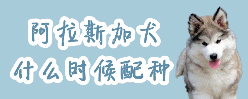 阿拉斯加犬什么時候配種