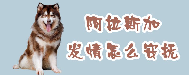 阿拉斯加發情怎么安撫