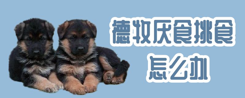 德牧厭食挑食怎么辦