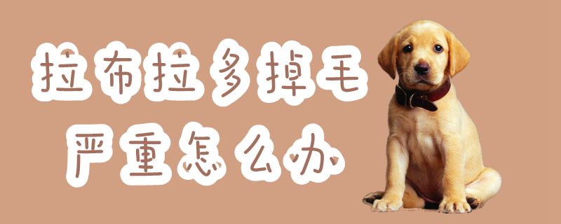 拉布拉多掉毛嚴重怎么辦