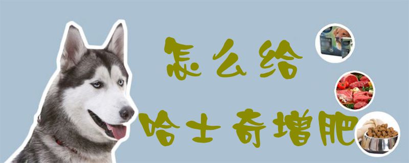 怎么給哈士奇增肥1
