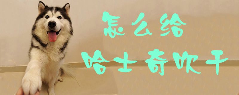 怎么給哈士奇吹干1