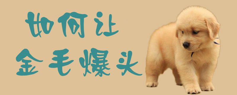 如何讓金毛爆頭1