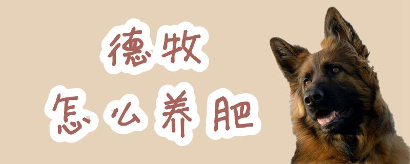 德牧怎么養(yǎng)肥