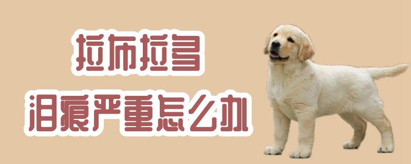 拉布拉多淚痕嚴重怎么辦