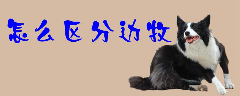 怎么區(qū)分邊牧1