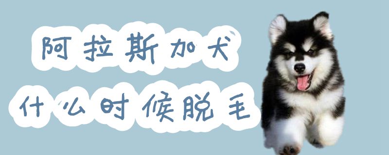 阿拉斯加犬什么時候脫毛