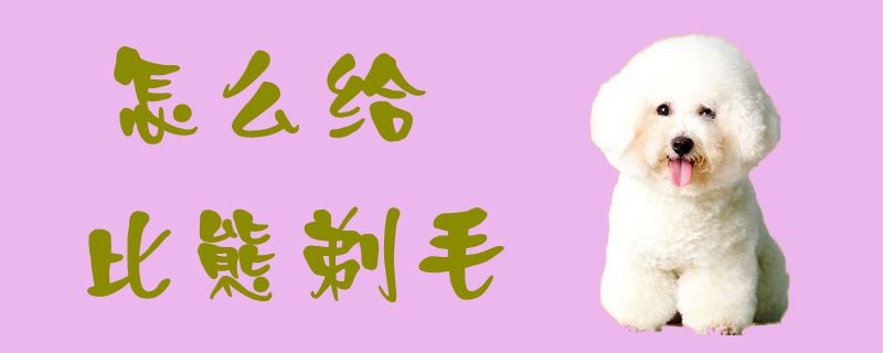 怎么給比熊剃毛1
