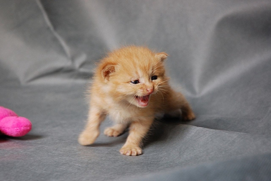 怎么訓練貓咪在窩里睡覺 訓練貓咪寵物窩睡覺方法