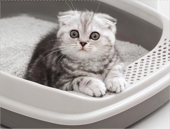 如何訓練貓貓上廁所 居家干凈貓貓訓練方法
