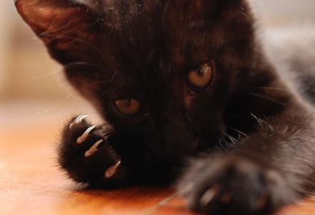 怎么訓練貓咪不亂撿東西吃 貓咪訓練方法