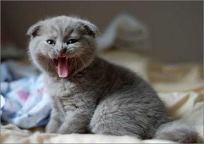 怎么訓練貓不咬人 調教貓咪不再咬人方法