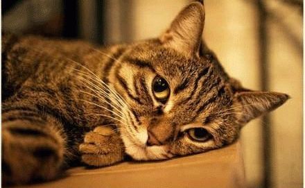 貓咪愛玩電線怎么制止 貓咪訓練之玩電線