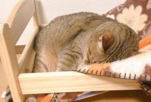 貓咪怎么訓(xùn)練裝死 貓咪裝死訓(xùn)練方法