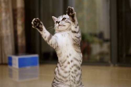 怎么訓練貓咪優(yōu)雅站立 貓咪站立訓練方法