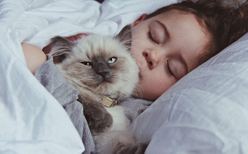 怎么訓練貓咪不鉆被窩 貓咪訓練之鉆被窩