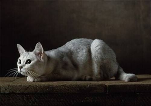 貓咪犯錯(cuò)后怎么調(diào)教 貓咪犯錯(cuò)調(diào)教方法