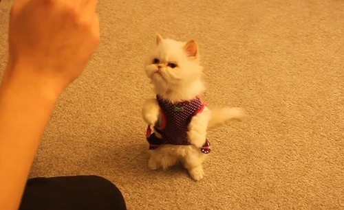 怎樣訓練貓?zhí)h(huán) 貓咪跳環(huán)訓練