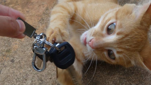 怎么訓練貓叼東西 貓咪叼玩具訓練法