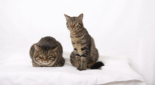 怎么訓練貍花貓抓老鼠 貍花貓抓老鼠訓練方法