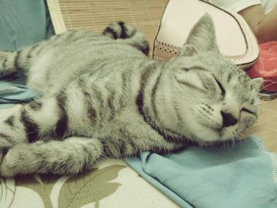 怎么訓(xùn)練美國(guó)短尾貓不咬人