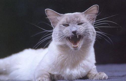 巴厘貓怎么訓練 巴厘貓訓練之不亂叫