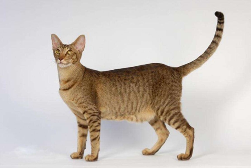 東方短毛貓怎么訓練 東方短毛貓訓練訣竅