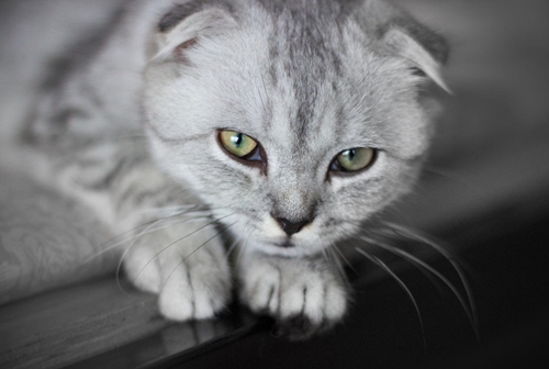 折耳貓很兇怎么訓練 折耳貓訓練方法