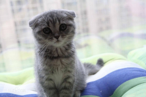 蘇格蘭折耳貓怎么訓練 折耳貓訓練技巧分享