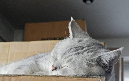 如何訓練英國短毛貓不咬人