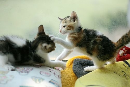 怎么訓練貓咪不打架 家里貓咪總是打架