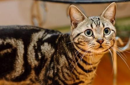 美國短毛貓如何調教 美短訓練方法