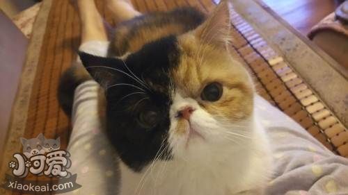 加菲貓亂撒尿怎么辦 訓練加菲貓不亂撒尿四個方法