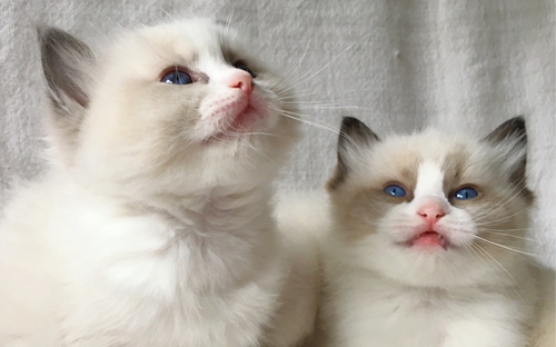 怎么訓(xùn)練布偶貓睡到固定地方