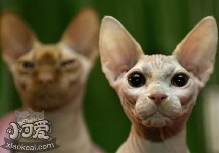 如何訓練加拿大無毛貓游泳 詳細訓練步驟