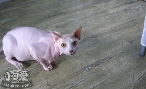 怎么訓練加拿大無毛貓用馬桶