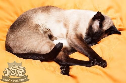 如何訓練暹羅貓 4招教你訓練暹羅貓