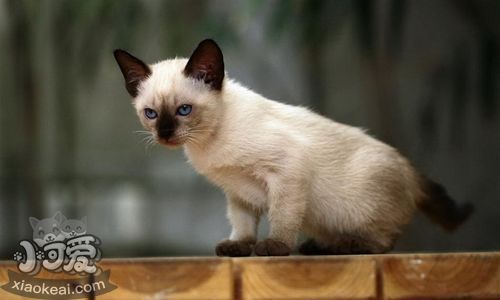 暹羅貓不停叫怎么辦 暹羅貓亂叫訓(xùn)練方法