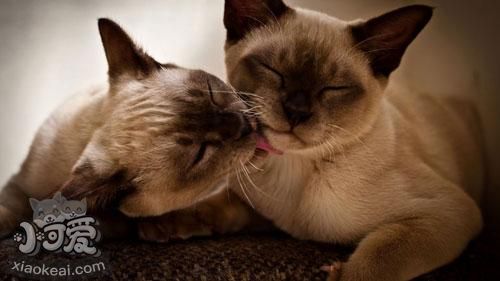 怎么訓練暹羅貓定點磨爪 暹羅貓磨爪訓練