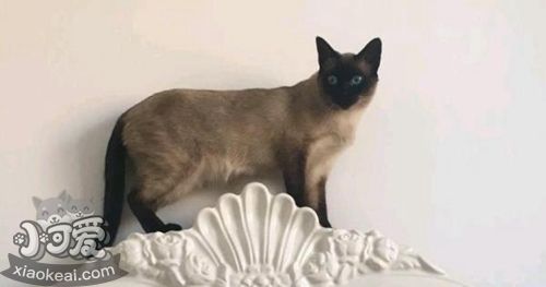 如何讓暹羅貓記住自己名字 暹羅貓訓練誤區