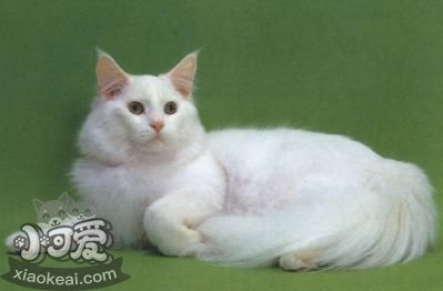 怎么訓練緬因貓裝死 科學的訓練技巧